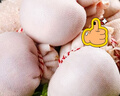 羊食光草原散養(yǎng)甘肅乳羔羊肚包肉新鮮羊肉腸羊肚網(wǎng)紅羊肚包肉凈重2斤 肚包肉2斤 曬單實拍圖