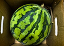 曉吸無(wú)籽麒麟瓜 4kg 曬單實(shí)拍圖
