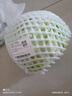 圓白菜約1kg 曬單實拍圖