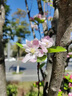 海棠樹(shù)苗庭院地栽高桿西府海棠垂絲海棠花耐寒植物花北美海棠帶土 精品：7公分【樹(shù)形優(yōu)美】海棠樹(shù) 曬單實(shí)拍圖