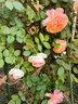 寶御安爬藤月季花苗薔薇花苗藤本月季四季開(kāi)花藤曼玫瑰濃香爬藤植物花卉 粉色龍沙寶石 1米-1.3米高大苗 曬單實(shí)拍圖