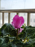 仙客來(lái)盆栽帶花大花重瓣花卉植物室內花好養活四季開(kāi)花陽(yáng)臺仙鶴來(lái) 紫裙【大花】花期帶花 13cm盆簡(jiǎn) 曬單實(shí)拍圖