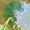 漁顛魚網地網魚蝦網籠魚網籠漁網籠蝦網蝦籠捕魚網籠抓魚 [夜光加粗加厚24孔]贈品+5包餌料 曬單實拍圖