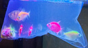 天使魚活體群游魚觀賞魚淡水斑馬魚孔雀魚七彩色金魚好養(yǎng)新手魚 20條6色隨機3.2-4.5厘米 曬單實拍圖