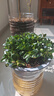 四季常青金魚(yú)花吊蘭盆栽室內(nèi)綠植花卉多肉植物發(fā)財(cái)樹(shù)好養(yǎng)易活客廳 金魚(yú)吊蘭原土盆【買1送1發(fā)兩盆】 曬單實(shí)拍圖