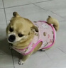 寵物防曬小背心可愛透氣狗狗薄款衣服中小型犬用夏裝貓咪兔兔背心 狗狗背心-【雪糕兔】 XL 曬單實拍圖