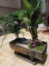結(jié)盟者文竹盆栽室內(nèi)植物黑骨茶老樁盆景空氣凈化辦公室綠植茶桌桌面好養(yǎng) 老樁文竹+鵬程萬里紫沙盆+同款底托 曬單實(shí)拍圖