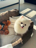 喵然心動(dòng) 博美犬幼犬寵物狗狗活體幼崽俊介茶杯犬活物小奶狗哈多利搏美 寵物級 【白博美】 曬單實(shí)拍圖