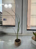 八芽海島羅漢松指尖微型盆栽桌面小綠植迷你拇指好養(yǎng)植物源頭直發(fā)包郵 凌云酒瓶蘭 陶瓷盆-帶盆栽好 曬單實(shí)拍圖
