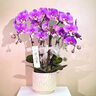 Only you【兩小時(shí)達(dá)】蝴蝶蘭帶花苞花劍花盆真花蘭花盆栽開業(yè)教師節(jié)禮物 8株紫色（瓷盆隨機(jī)） 曬單實(shí)拍圖