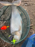 釣魚王鰱鳙巨物方塊餌料翻板爆炸鉤專用魚餌海桿拋竿酸臭鯉魚窩料 鰱鳙酸臭餅【16塊*2包】 曬單實(shí)拍圖