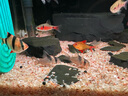 尼特利1號(hào)大師水草泥魚(yú)缸專(zhuān)用水藻泥生態(tài)草缸底砂營(yíng)養(yǎng)土2L/袋 曬單實(shí)拍圖