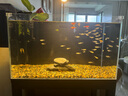 BESSN貝森金晶五線汽車級超白缸玻璃魚缸客廳裸缸家用水草溪流缸 60*30*35cm6mm厚金晶五線超白送上樓 曬單實拍圖
