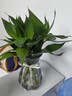 花行榜觀(guān)音竹富貴竹水培植物桌面盆栽花卉綠植 觀(guān)音竹+冬瓜瓶源頭直發(fā) 曬單實(shí)拍圖
