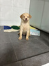 舒騰中華田園犬幼犬家養(yǎng)幼犬混血狗活體小型狗大黃狗活體黑狗活體 田園級(jí) 隨緣幼犬 公 曬單實(shí)拍圖