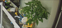 嘆為觀止大型植物發(fā)財樹各種大顆盆栽開業(yè)喬遷客廳辦公室內(nèi)好養(yǎng)大型花卉 辮子發(fā)財樹【1.2-1.4米】 含盆 曬單實拍圖