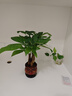 發(fā)財(cái)樹(shù)盆栽室內(nèi)植物客廳吸甲醛好養(yǎng)小盆景四季常青辦公室花卉綠植 3桿發(fā)財(cái)樹(shù)+高端財(cái)字盆+肥料【高20-25cm】 曬單實(shí)拍圖