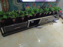 植男植女發(fā)財樹室內(nèi)桌面綠色懶人綠植盆栽花卉鮮活好養(yǎng)護觀葉耐旱源頭直發(fā) 曬單實拍圖