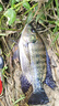 富源百川317二代綜合魚(yú)竿鯽魚(yú)竿鯉魚(yú)臺釣手桿釣魚(yú)桿碳素超輕超硬魚(yú)桿 2.7m 曬單實(shí)拍圖