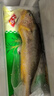 GUO LIAN國聯(lián) 三去黃花魚2條 共凈重2斤國產(chǎn)寧德東海大黃魚 海鮮水產(chǎn)生鮮 曬單實拍圖