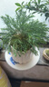臨雅霧凇放青松綠植放輕松植物好養(yǎng)活四季辦公室桌面工位綠植室內(nèi)盆栽 霧凇+提拉米蘇盆+送小擺件 曬單實(shí)拍圖