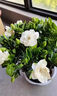 梔子花盆栽四季卉植物室內綠蘿綠植茉莉花帶花苞開(kāi)花好養樹(shù)苗植物 【帶花苞】精品90#梔子花（原盆土） 送營(yíng)養液 曬單實(shí)拍圖