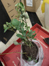 開(kāi)時(shí)果 月季玫瑰花苗帶花苞發(fā)貨 四季開(kāi)花特大花卉綠植物薔薇花陽(yáng)臺盆栽 中國紅【130杯#帶花苞】 1盆（開(kāi)花 包對版） 曬單實(shí)拍圖