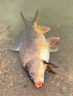 西部風(fēng)打窩料玉米1000克野釣鯉魚草魚鯽魚釣魚餌料 曬單實拍圖