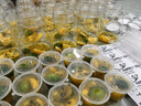 皓梵潔奶茶瓶一次性飲料杯塑料帶蓋果汁冷飲杯子裝果茶瓶子打包吸管空杯 360ml 胖胖款【10個(gè)裝】有孔 配貼紙 曬單實(shí)拍圖