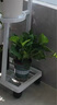 雙盟綠蘿盆栽除甲醛花卉綠植辦公室新房?jī)艋諝?120款10盆源頭直發(fā) 曬單實(shí)拍圖