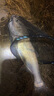一味化氏NEX魚(yú)竿大物竿手竿釣竿鰱鳙竿超輕超硬綜合竿釣竿臺(tái)釣竿碳素 7.2m 硬抗高湖43斤大青-NEX-現(xiàn)貨 曬單實(shí)拍圖