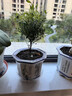 佰花錦小葉赤楠帶花盆植物辦公室內(nèi)四季常青客廳綠植盆栽茶臺桌面擺件 1盆精品小葉赤楠基地原盆 10-20cm 曬單實拍圖
