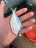 千壽釣線(xiàn)100米釣魚(yú)線(xiàn)進(jìn)口尼龍線(xiàn)超柔軟魚(yú)線(xiàn)超強拉力 主線(xiàn)【買(mǎi)二送一】 1.5 曬單實(shí)拍圖