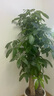 嘆為觀止大型植物發(fā)財(cái)樹(shù)各種大顆盆栽開(kāi)業(yè)喬遷客廳辦公室內(nèi)好養(yǎng)大型花卉 三桿發(fā)財(cái)樹(shù)【1.6-1.8米】 含盆 曬單實(shí)拍圖