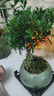 開時果 小葉赤楠盆景擺件 辦公室桌面綠植花卉好養(yǎng)盆栽植物源頭直發(fā)包郵 【熱銷款】哥窯浸墨盆+苔蘚+底座 曬單實(shí)拍圖