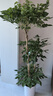 植男植女幸福樹造型綠寶盆栽真綠植客廳室內(nèi)大型綠植辦公喬遷新居源頭直發(fā) 曬單實(shí)拍圖