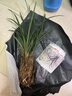 劉閣蘭花蘭花苗春蘭老八種 小打梅 冬帶花苞出售 辦公室綠植花卉盆栽 4苗連體裸根 曬單實(shí)拍圖