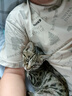 大嘴猴短袖男士夏季重磅純棉短袖t恤男裝潮牌半袖體恤外套七夕禮物 曬單實拍圖