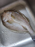 仙泉湖三去白蕉海鱸魚1斤/條凈膛冷凍刺少肉厚珠海特產(chǎn)500g生鮮食材 曬單實(shí)拍圖