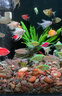 公魚剛果美人魚 5-7CM淡水小型寵物觀賞魚彩虹群游小魚好養(yǎng)耐活 【公魚】剛果美人5-7CM(5條裝) 曬單實(shí)拍圖