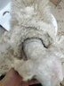 奧克斯（AUX）寵物剃毛器狗狗電推剪理發(fā)器貓咪剃毛刀美容造型寵物寵物店寵物狗小型犬推毛剪毛器 【寵物新鈦度】深度美容大禮包 曬單實拍圖