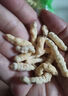 北京同仁堂白蟲草:草石蠶特級地蠶:土冬蟲草:澤蘭根:白蟲草花草茶秋冬季煲湯 精品【草石蠶】100克試用裝 曬單實拍圖