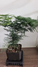 佰花錦文竹桌面盆栽新中式綠植辦公室客廳盆景茶臺臥室好養(yǎng)綠植花卉植物 【送方底座】文竹+pvc舍得盆+黑沙石鋪面 20-30cm 曬單實(shí)拍圖