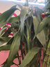 臨雅大型富貴竹水培植物客廳水養(yǎng)大號盆栽節(jié)節(jié)高粗桿室內(nèi)好養(yǎng)活綠植物 富貴竹1.2m【10支帶根】 曬單實拍圖