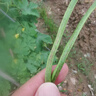 西多米玻璃杯水杯女士茶水分離杯大容量便攜高顏值學(xué)生辦公耐高溫泡茶杯 曬單實(shí)拍圖