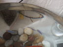 純種精品大孔雀魚(yú)觀(guān)賞魚(yú)熱帶魚(yú)母魚(yú)小型繁殖鳳尾孕淡水 巴西紅扇大孔雀【5公5母共10條】 曬單實(shí)拍圖