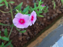 芝櫻花苗叢生福祿考多年生冬天地被植物盆栽陽臺庭院花園耐寒花卉 福祿考種子/包約100粒 5包 曬單實拍圖