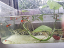 孔雀魚天使魚 純種觀賞魚淡水好養(yǎng)熱帶小型觀賞魚 孔雀魚12條送備損3條【發(fā)15條】 曬單實(shí)拍圖