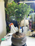 八芽小葉赤楠盆栽室內桌面客廳好養(yǎng)花卉綠植凈化空氣四季常青盆景植物 小葉赤楠-舍得盆-方形密胺 帶盆栽好 曬單實拍圖