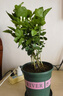 開時果 茉莉花盆栽濃香型 桌面綠植物陽臺花卉樹苗盆景擺件源頭直發(fā)包郵 精品茉莉花5-10株【加侖盆】 曬單實拍圖